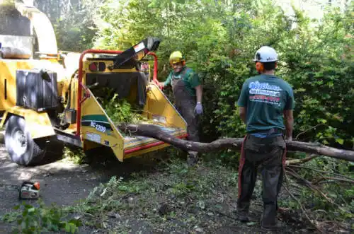 tree services Kings Beach